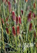 Pennisetum thunbergii 'Red Buttons'